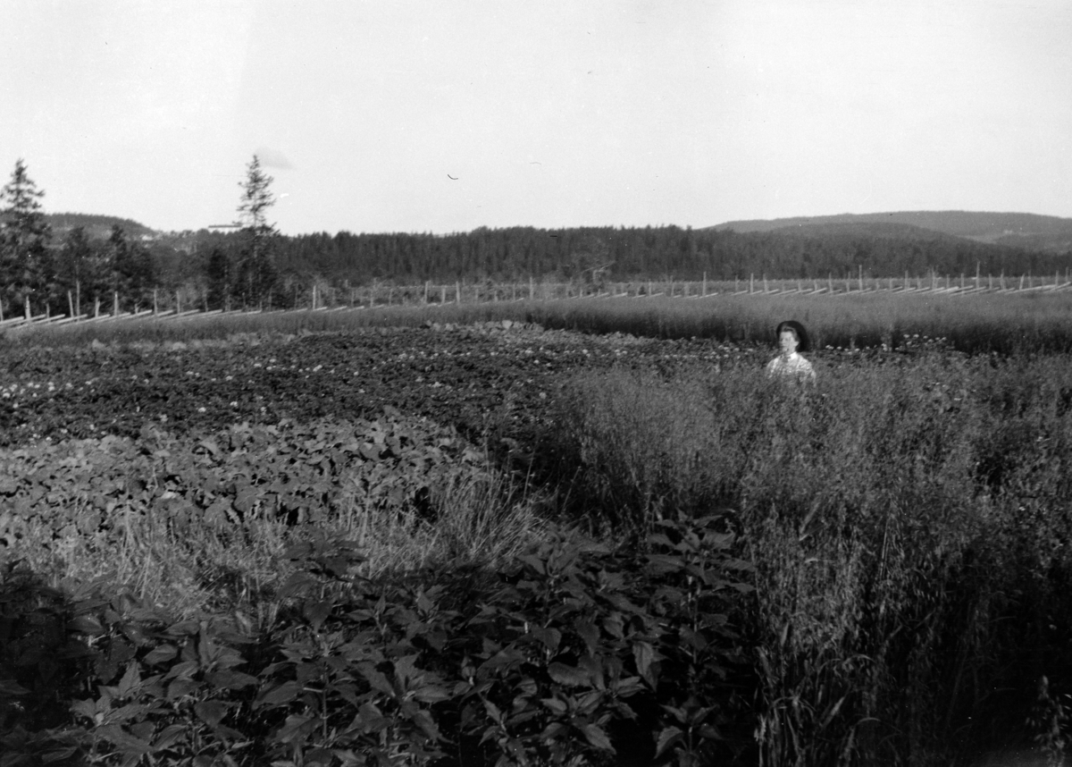 Bilder fra Statens forsøksgård Møystad, Vang.
Kål og Trønderhavre dyrket på nybrott myr. Det norske myrselskaps forsøksstasjon på Mæresmyra 1908. Anne Sandok Glærum (1882-1971)