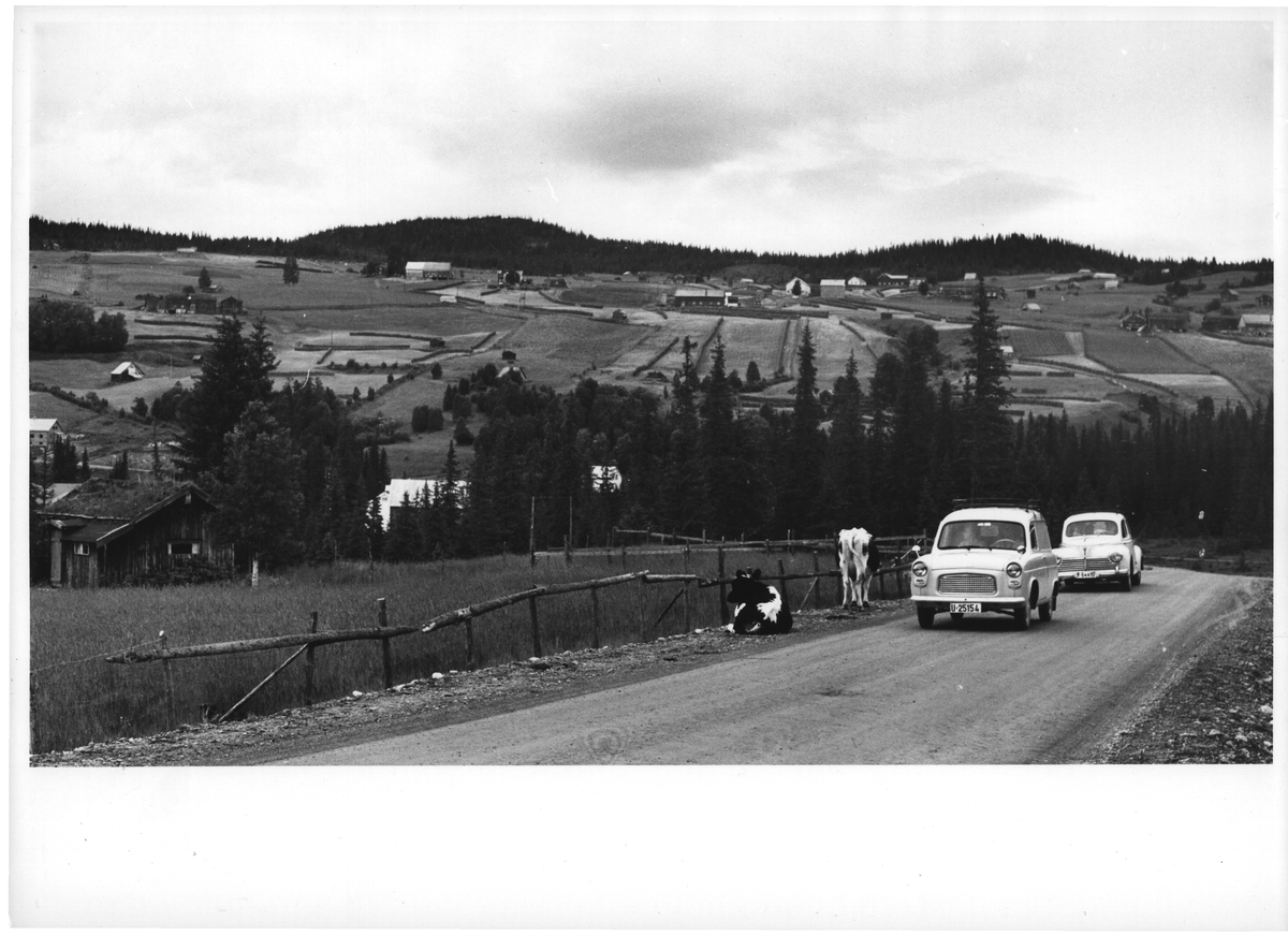 Bildet viser en landlig scene i et nordisk landskap med spredte gårder og dyrkede marker som strekker seg over åser i bakgrunnen. I forgrunnen står to biler parkert langs en grusvei: en Ford Anglia med registreringsnummer "U 2541" og en Renault Dauphine bak den, langs veikanten. To kyr, én liggende og én stående, befinner seg ved et gjerde langs veien. En skog av grantrær danner en naturlig grense mellom veien og åsene med åkrene.

Motivbeskrivelsen og emneordene er generert av AI (30/10/2024)