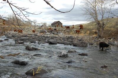 Kyr i ved elv i Montana, fra fillmen John - den siste norske cowboy