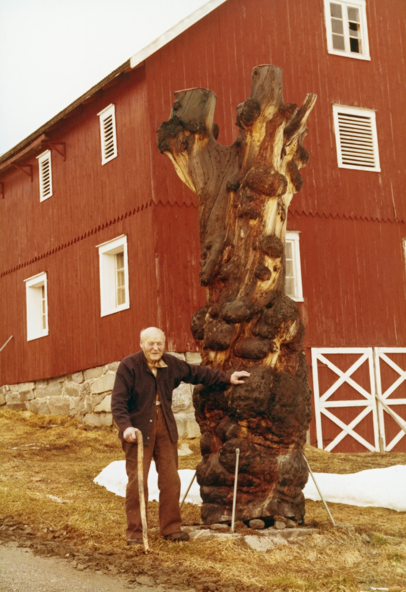 90-årige skogfullmektig Arne Østgaard i Namsskogan men brun røros-busserull og spaserstokk ved sida av en portstolpe som er lagd av en barket furustokk med mange utvekster (rikuler/kåter).  Stammen har et rotmål på 1,2 meter og er 3,8 meter høg. I bakgrunnen en rødmalt driftsbygning med fjøs og overliggende fôrrom.  Fotografiet er publisert i tidsskriftet Statsskog nr. 2 1979