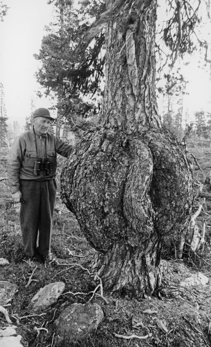 Furu med utvekster, rildannelser, på nedre del og rundt hele stammen.  En eldre mann med kikkert og hatt med skygge står oppstilt ved utvekstene.  Myr med spredt gran- og furuskog i bakgrunnen.  Fotografiet er publisert i tidsskriftet Stattskog nr. 2 1979. 