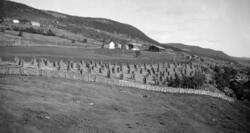 Korn på staur Ringebu.