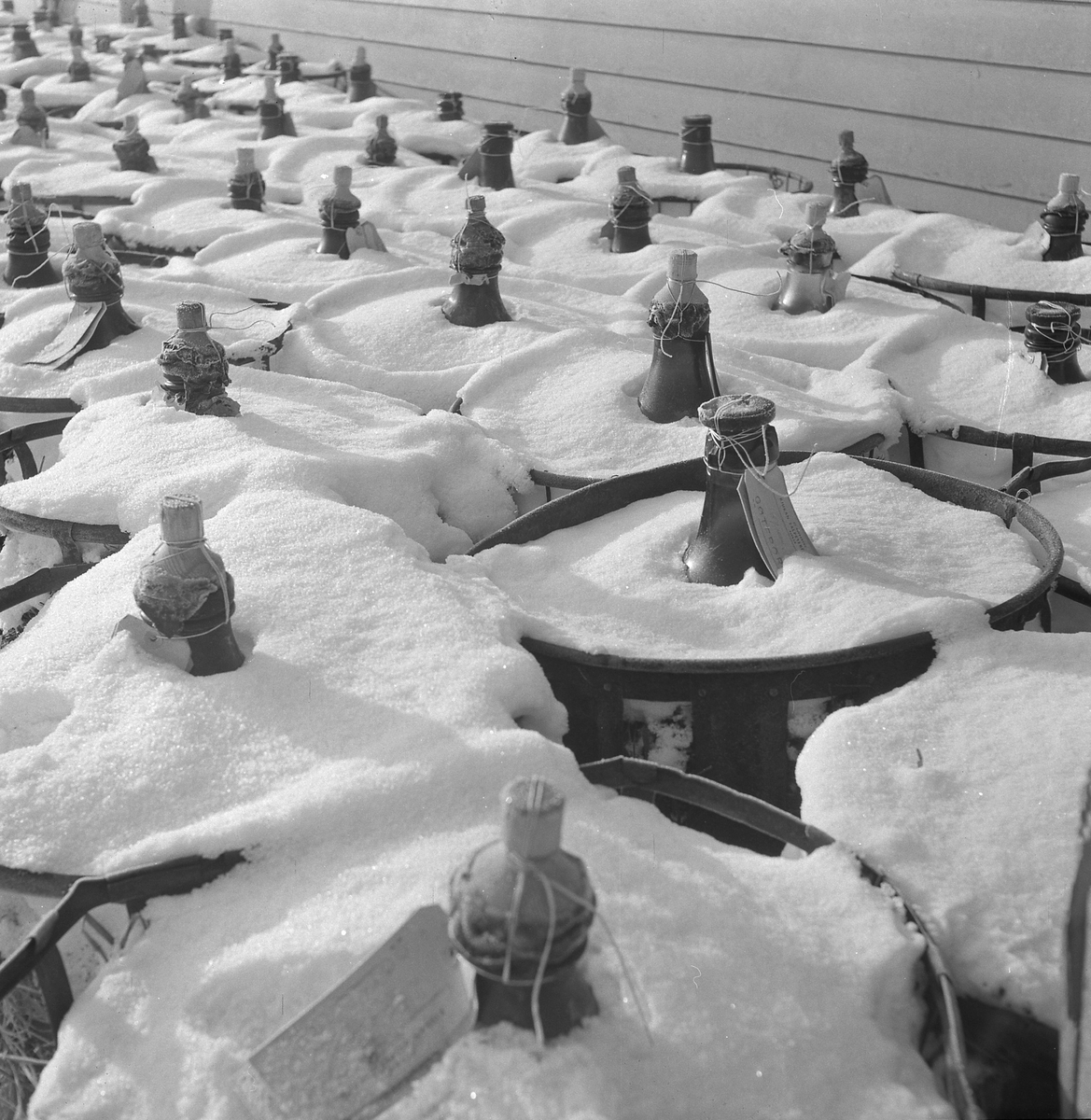 Dammejaner varav det på en etikett står "Salpeter" och Göteborg. Oklart vart fotografiet är taget. Febr 1955