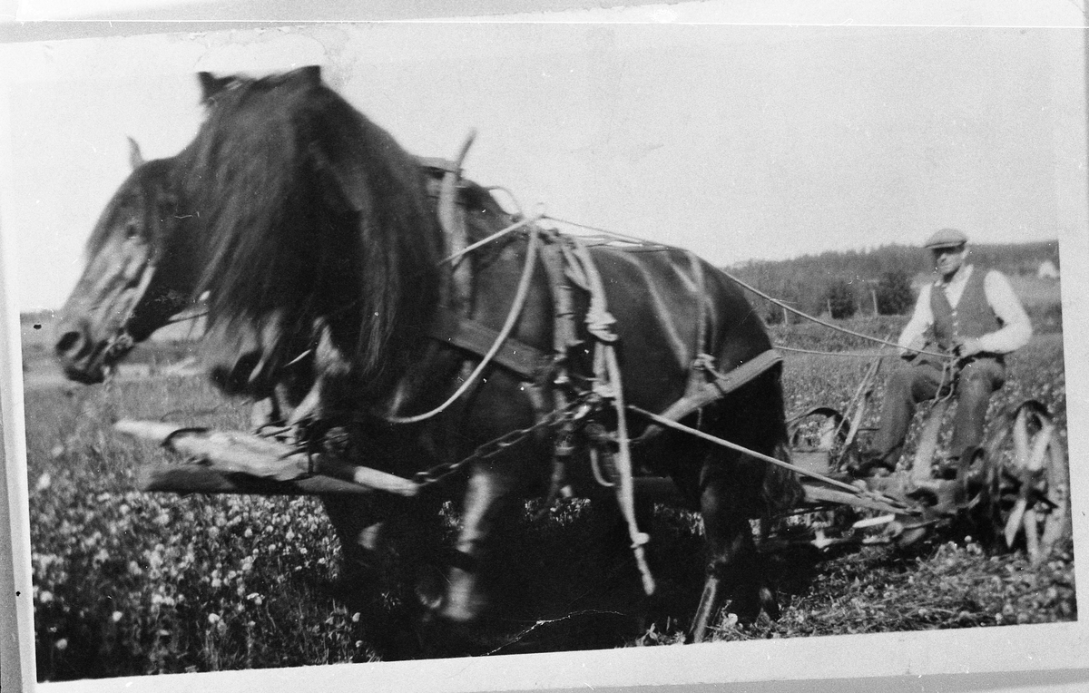 Slåttonn på Lundgaard i Kolbu 1930. Bernt Dysthe kjører slåmaskin trukket av to hester.