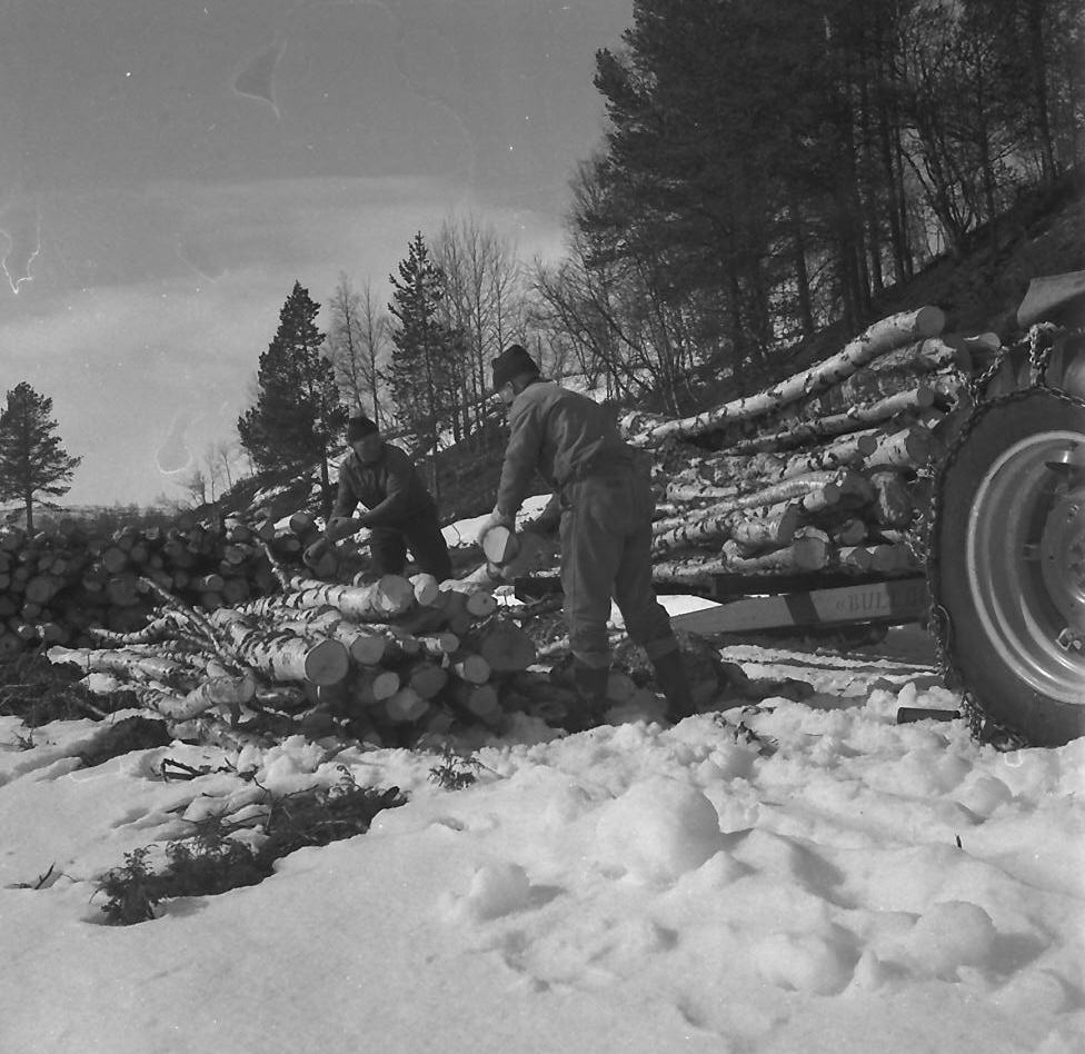 Bjørkeved hogges og kjøres fram med traktor og doning med meier, 1961