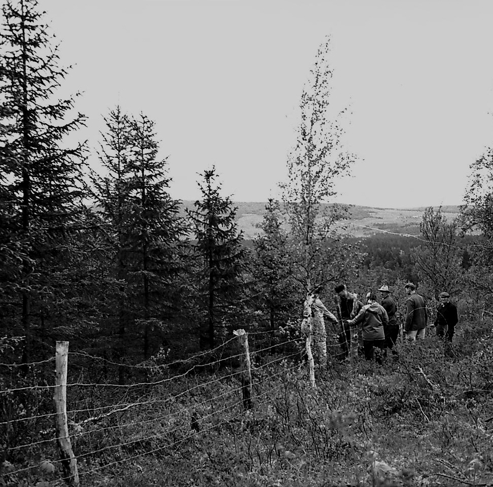 Skogbefaring. Kan være elgskader i Tolgaskog. 