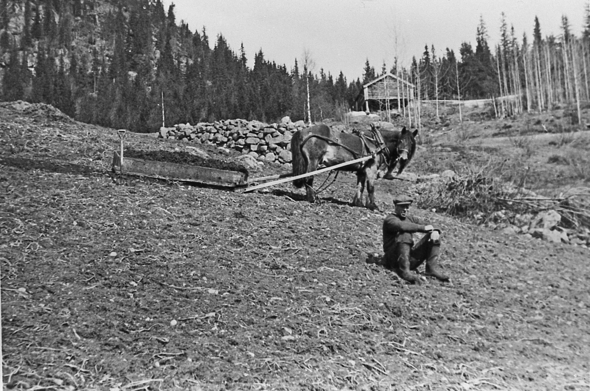 Møkkakjøring med slede. Nils Halsteinrud ved vårfjøset i Halsteinrud på Nedalen. 