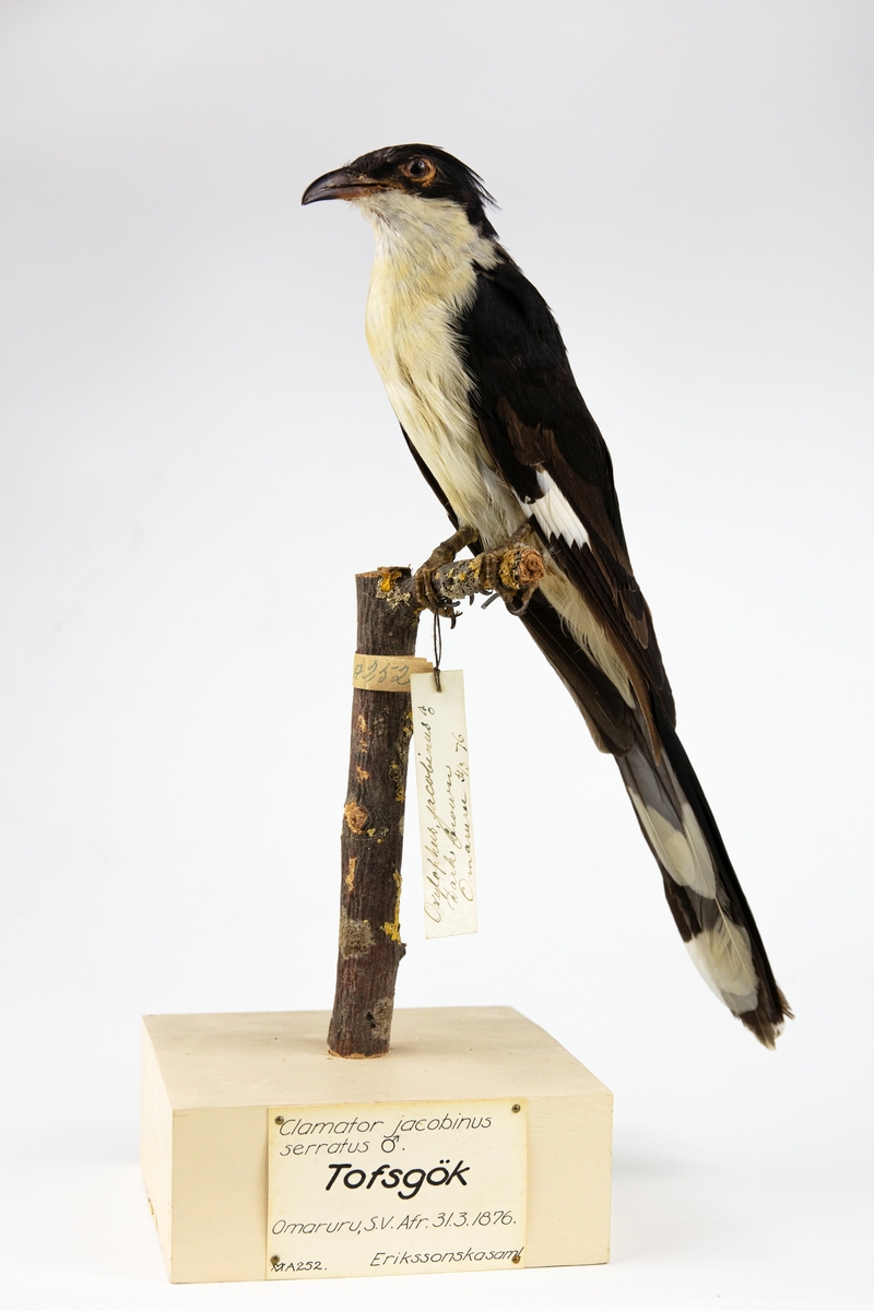 Fågel monterad på pinne.
Hane.

Clamator serratus (Sparrman) 1786, svartvit skatgök.
C. F. Lundevall (1987) - Clamator serratus (Sparrman) 1786, svartvit skatgök. 
G. Rudebeck (1955) - Clamator jacobinus serratus, hane. Tofsgök. Omaruru, Sydvästafrika. 31.3.1876. 
A. W. Eriksson - Oxylophus jacobinus, hane, dark brown. Omaruru 31/3 1876. 
Litt. Gustaf Rudebeck, South African Animal Life, vol II, Stockholm, 1955.