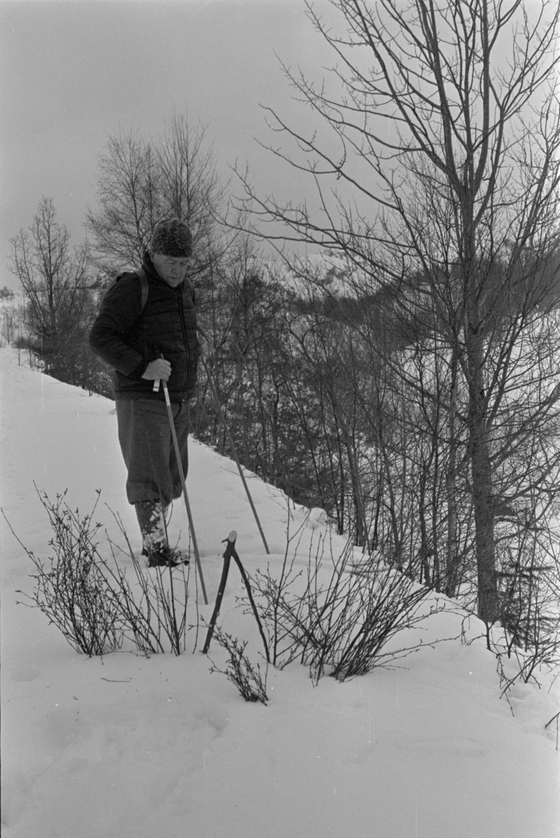 Delbert Åsen med rypefelle, desember 1976.