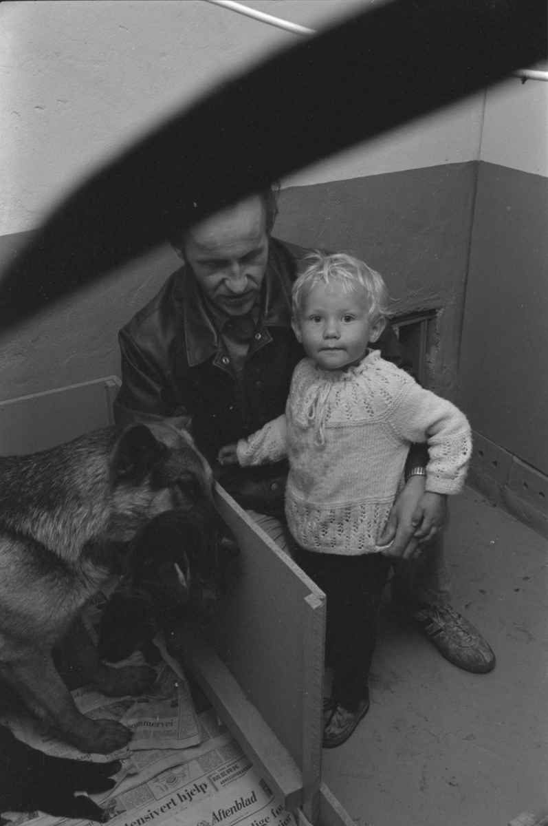 Refslands kennel på Eigerøy, august 1971.