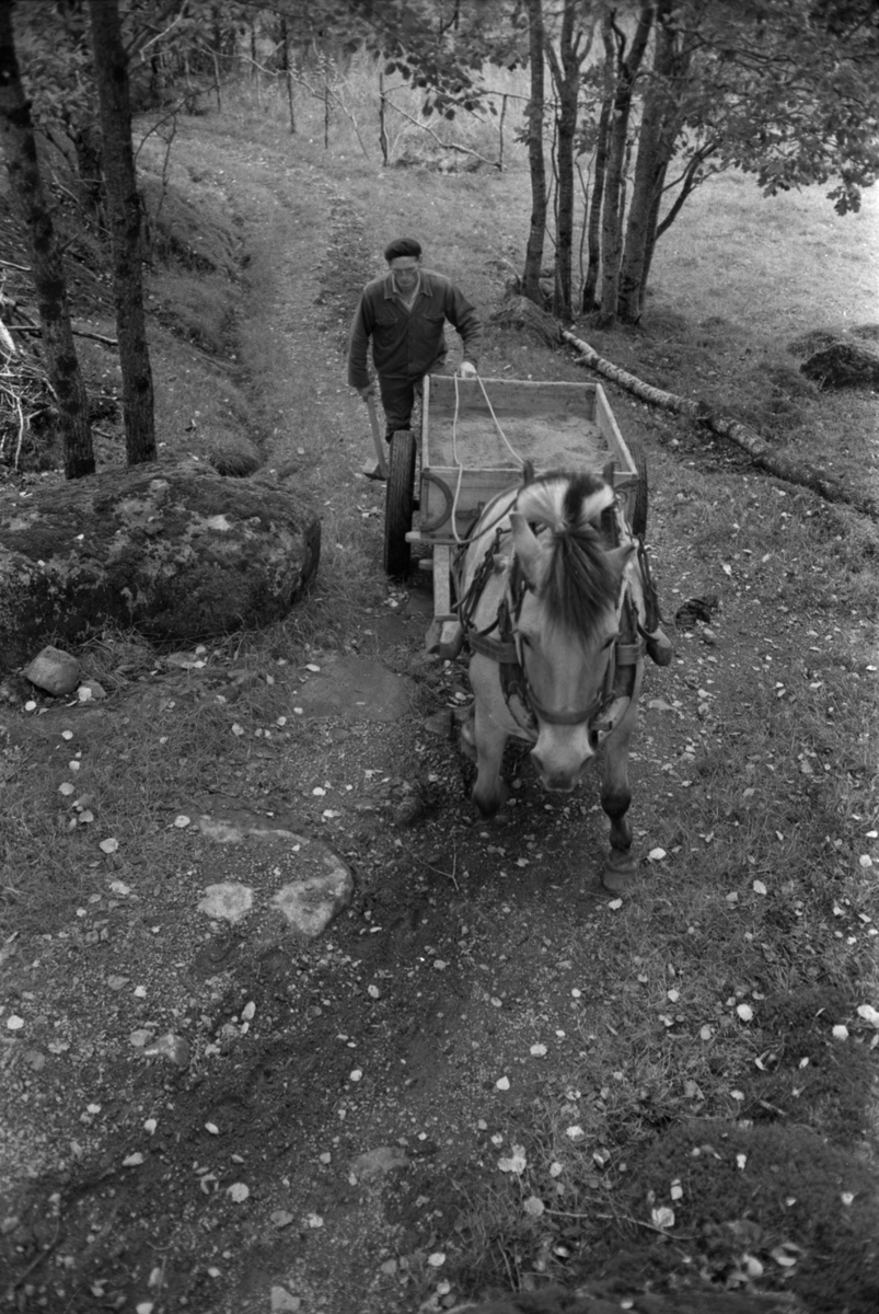 På vei til Holte i Helleland, 1972.