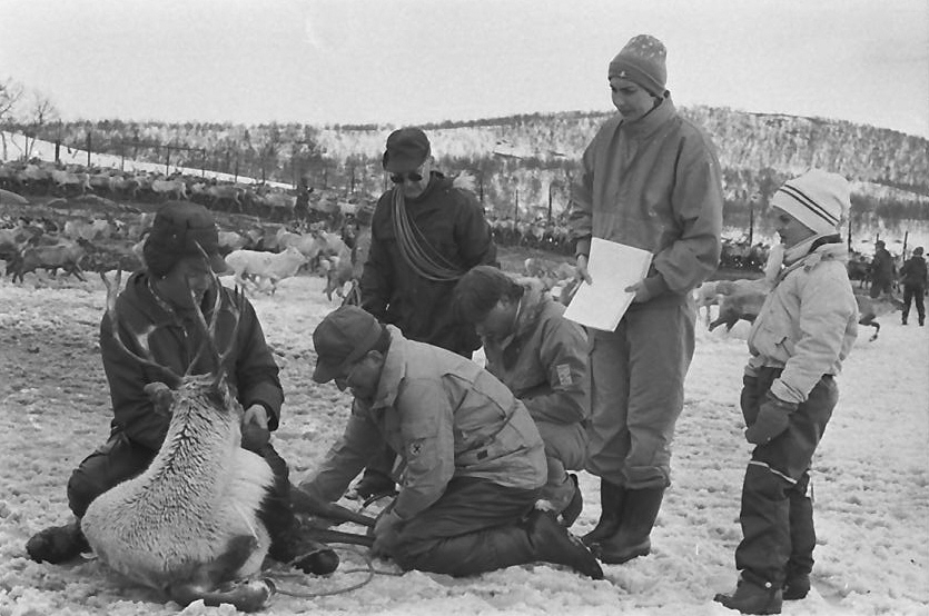 Etter Tsjernobyl-ulykka: Bequerellmåling av rein i Riast-Hyllingen reibeitedistrikt. 