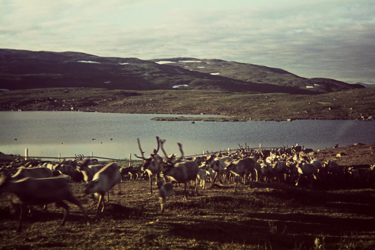 Abisko