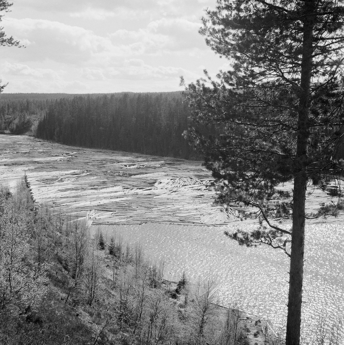 Tømmerfløting i Osensjøen, Trysil, Hedmark. Bildet er tatt i Vesle-Osen, eller Vesle Ossjøen lengst sør i Osensjøen.