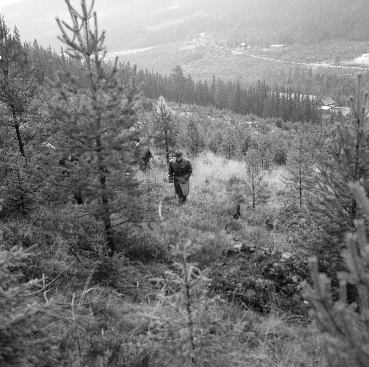 Befaring med Trysil kommuneskoger høsten 1964. Trysil, Hedmark.