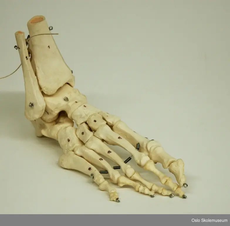 Modell av skjelettet i en fot. De ulike beinene er festet sammen med metall slik at de er bevegelige. De ulike beina er nummererte.