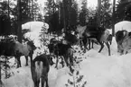 Renar i den snötäckta skogen. Resele cirka 1925.