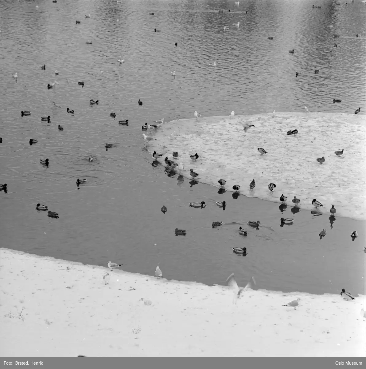 park, snø, dam, fugleliv, ender