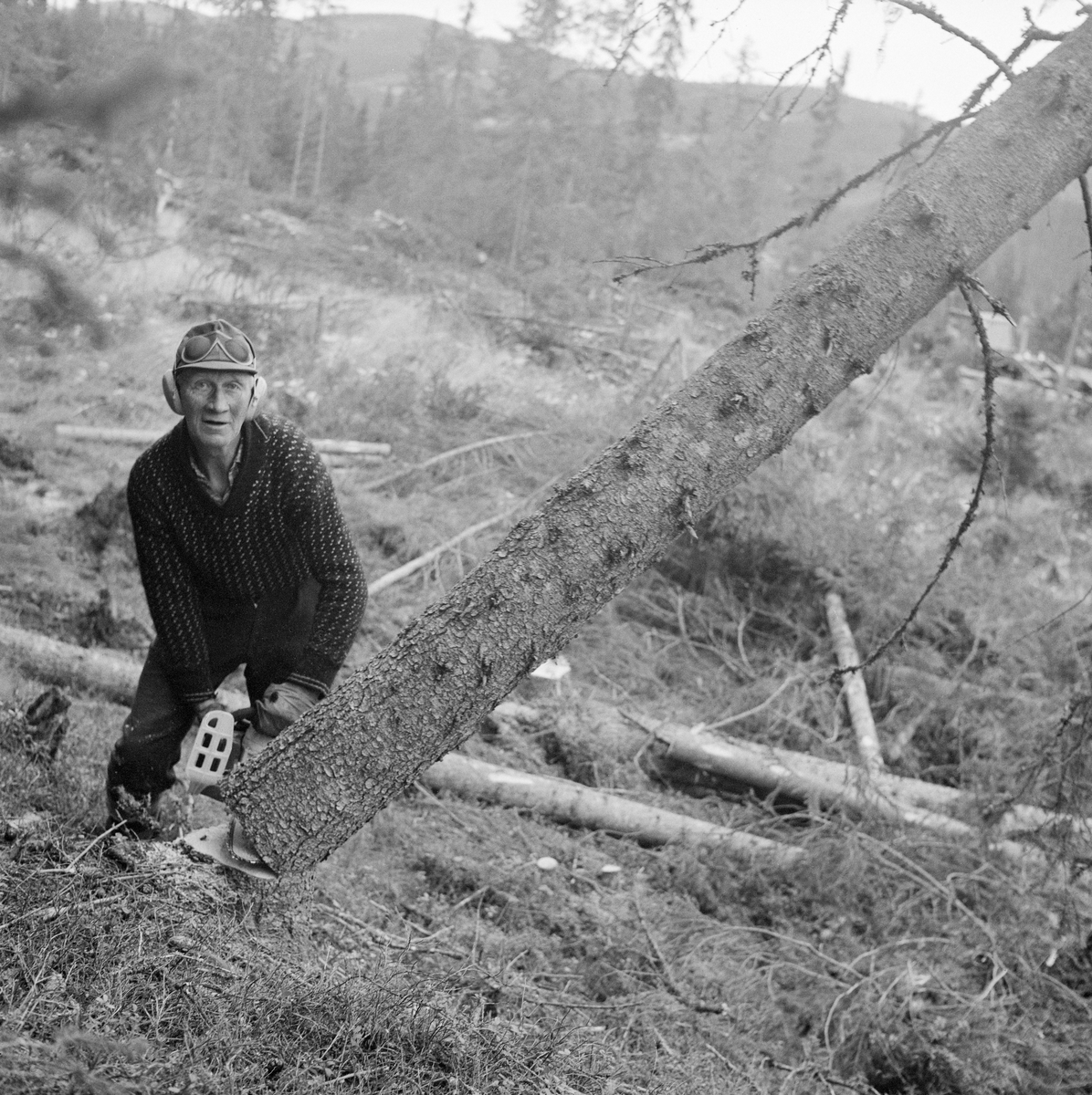 Felling av grantre med motorsag i Trysil, Hedmark, i 1972, Like før dette fotografiet ble tatt hadde skogsarbeideren kvistet den nedre delen av stammen på det stående treet. Deretter skar han et felleskjær, et V-formet innsnitt nede ved rota på den sida av stammen han ønsket at treet skulle falle mot. Deretter flyttet han saga over til motsatt side av stammen og skar et hovedskjær i retning mot felleskjæret. Når det var 2-3 centimeter igjen mellom de to skjærene var det vanlig å stanse saga og sette inn brytejern (fellespett) og bende treet over ende. Her ser det ikke ut til at det ble brukt noe slikt hjelperedskap. Skogsarbeideren sto, med blikket vendt mot fotografen, og med sagsverdet i hovedskjæret, mens treet falt. Han hadde islender (ullgenser med spettemønster) på overkroppen, hansker på hendene, skyggelue på hodet og øreklokker som skulle beskytte mot støyen fra saga over ørene.