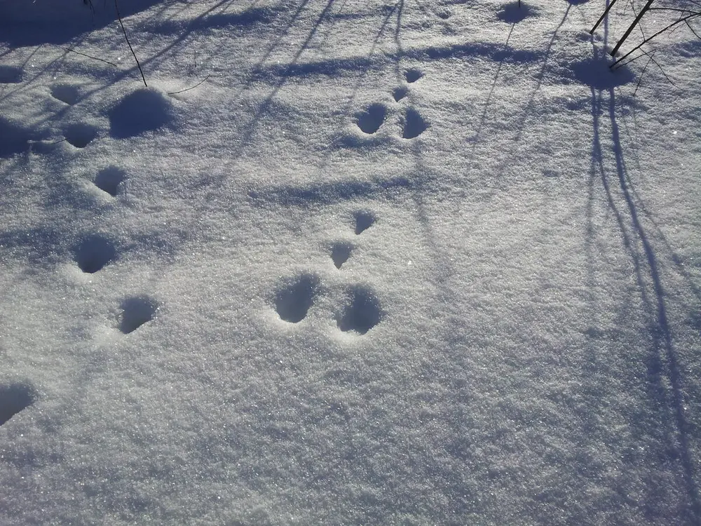 Foto av harespor i snøen