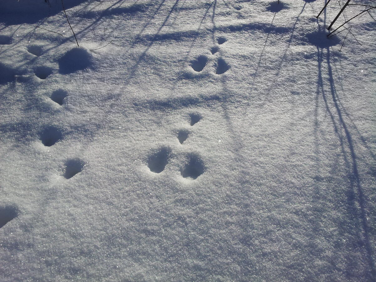 Foto av harespor i snøen