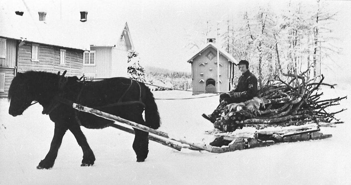 Vedkjøring med hest, bukk og geit som kjøredoning, Østgård på Tolga. 