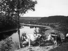 Kor på nipan vid Bernhard Westins hem. Ångermanälven flyter förbi nedanför nipan. Resele cirka 1925