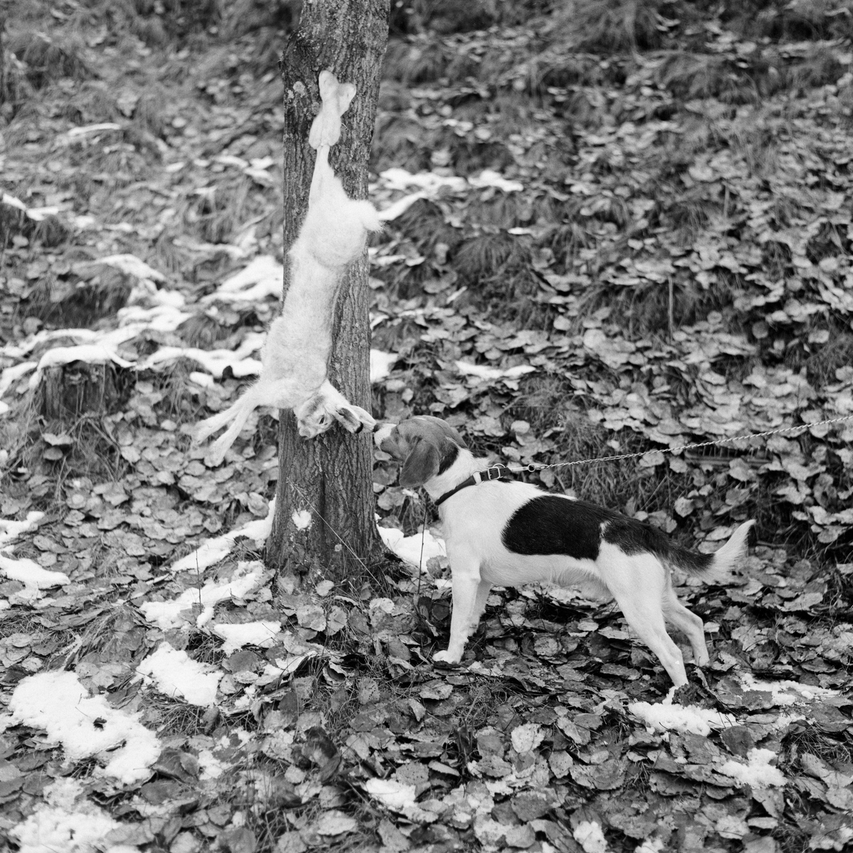 Harehund ved hare som nettopp er skutt under harejakt. Elverum, Hedmark.