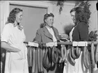 Kvinnor med olika sorters korv hängande på pinne, Uppland 1948