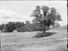 Gamla Uppsala 1947