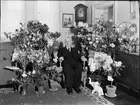 Man i hemmiljö omgiven av blommor, Uppland 1950