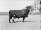 Ko vid Lantbrukshögskolans försöksladugård, Kungsängens gård, Uppsala 1950