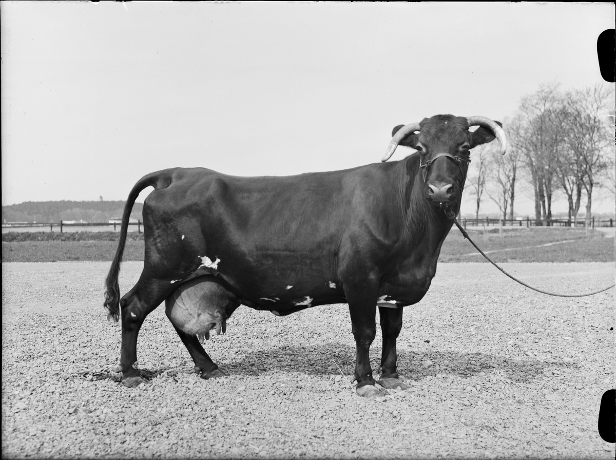 Ko vid Lantbrukshögskolans försöksladugård, Kungsängens gård, Uppsala 1950