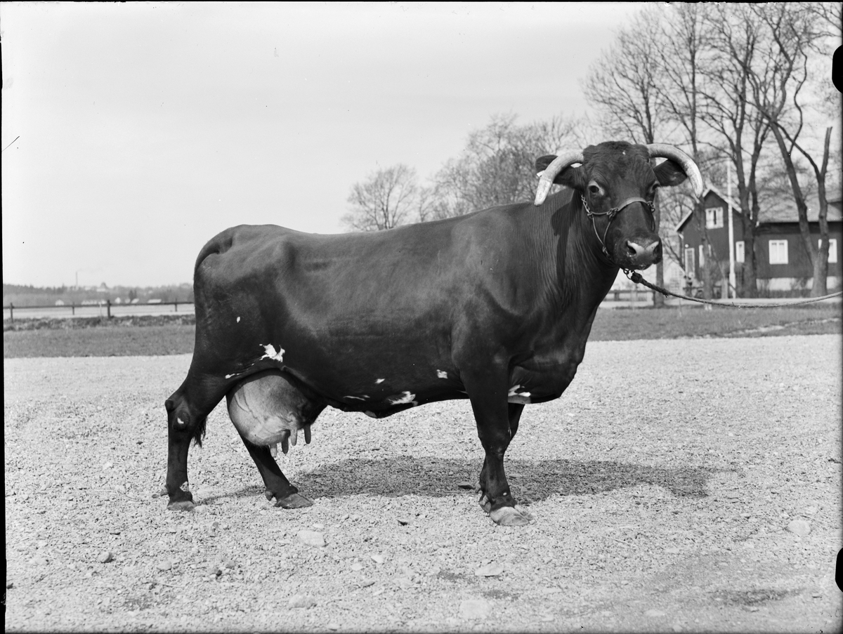 Ko vid Lantbrukshögskolans försöksladugård, Kungsängens gård, Uppsala 1950