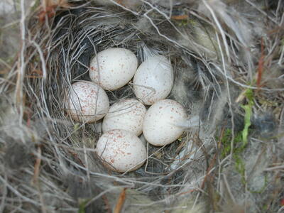 Foto av blåmeisreir med 6 egg