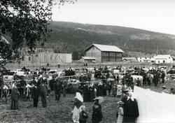 Krøtterutstilling på Prestgardsjordet ned mot elva. I bakgru