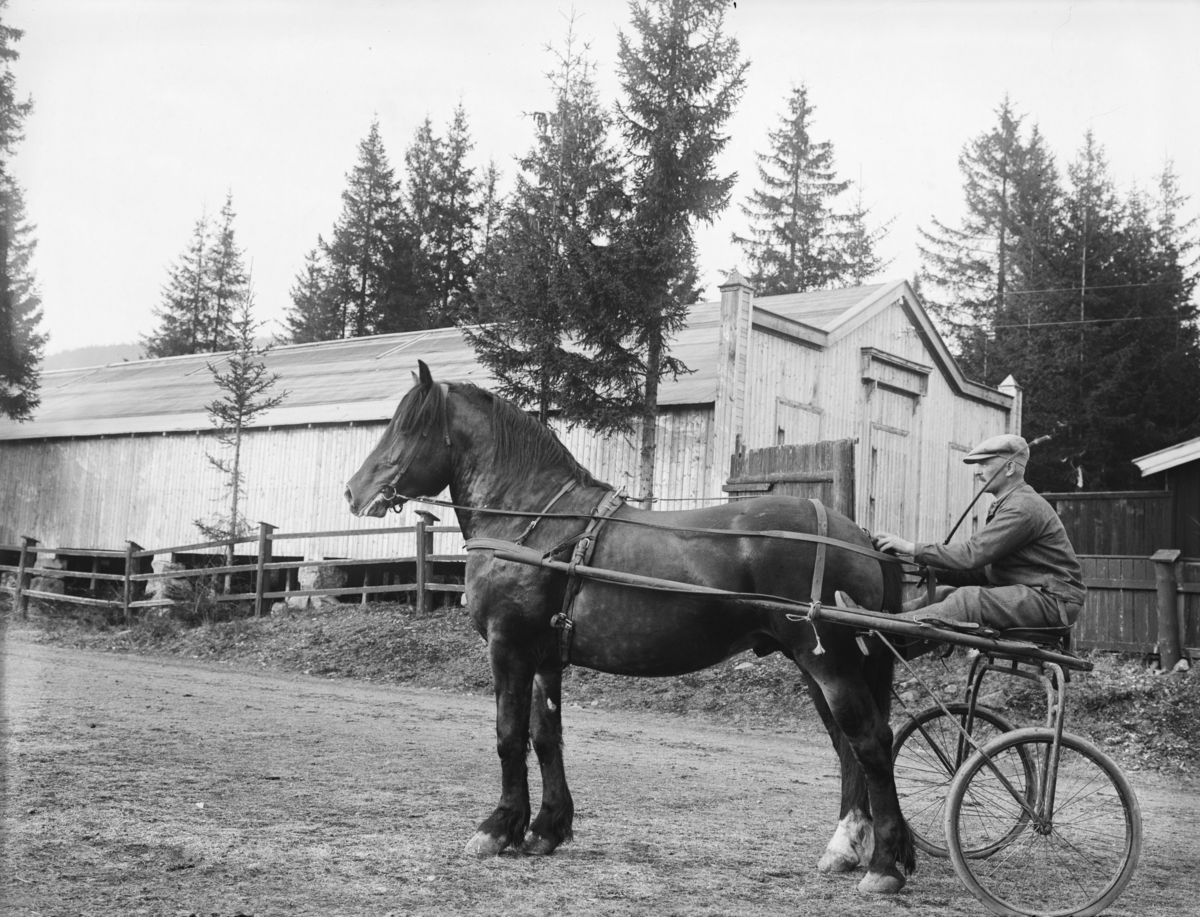 Hingsteutstilling på Smestadmoen. Hest med vogn. Mann. Bygninger. Ikke skannet.