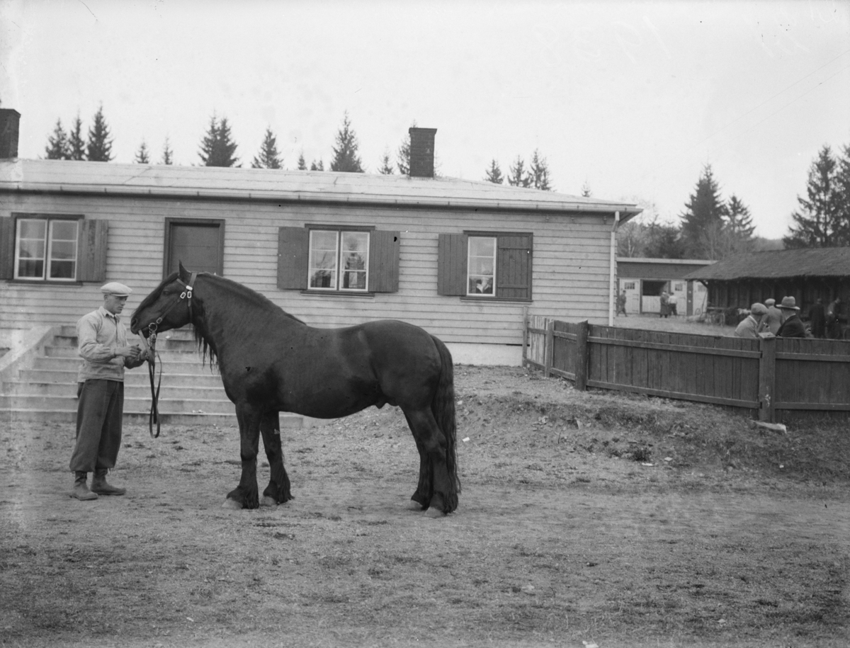 Hingsteutstilling på Smestadmoen. Hest. Mann. Bygninger. Ikke skannet.