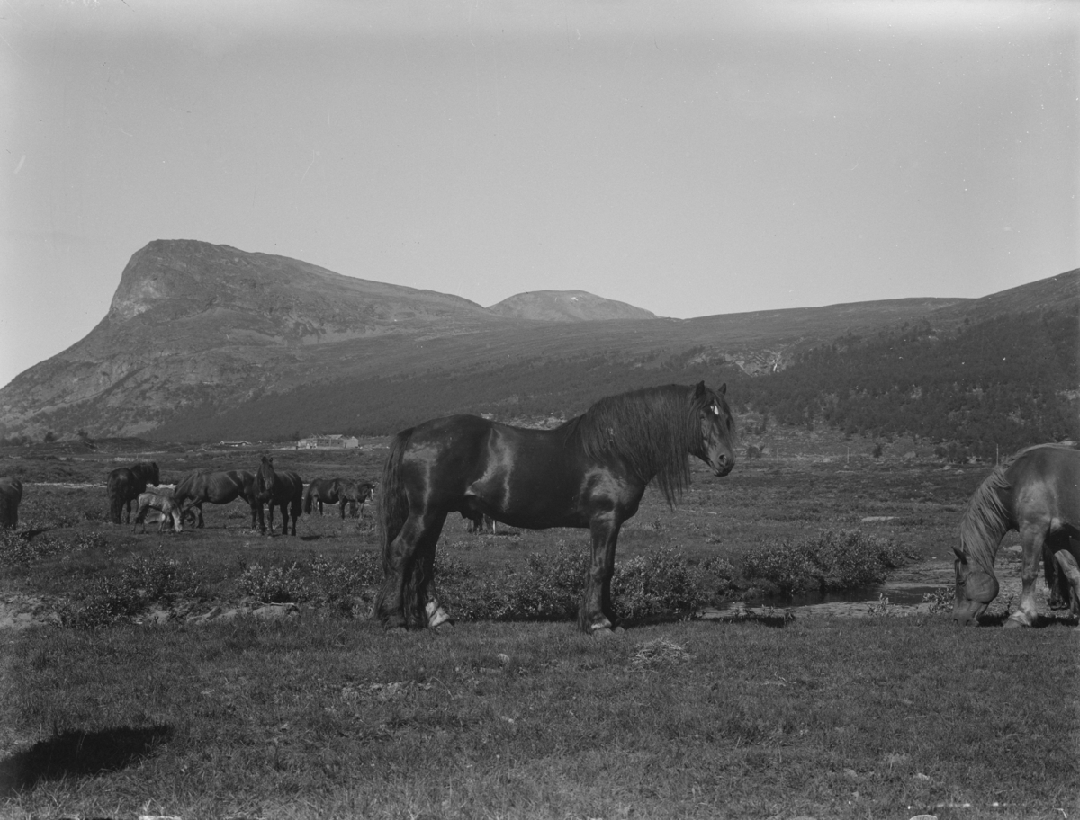 Fjell. Hester. Hesten "Gjestar" i Sikkilsdalen, 1935. Ikke skannet.