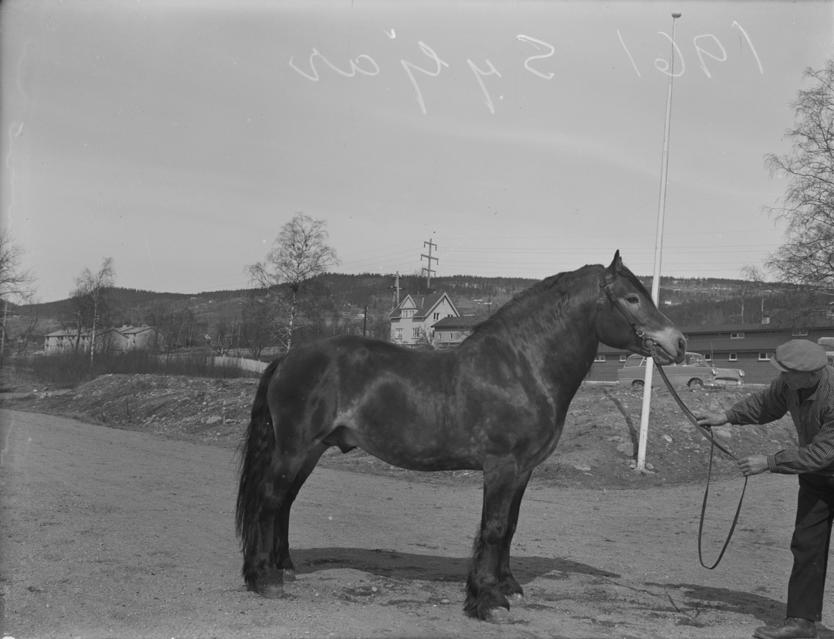 Hest og mann. "Syljar". Hesteutstilling på Stampesletta.
 Ikke skannet.