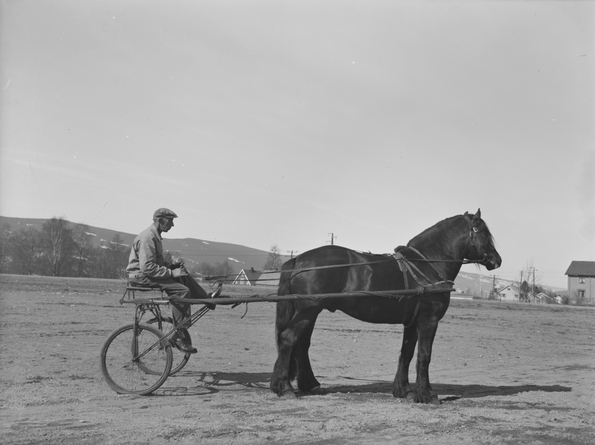 Hest. "Flickas Sønn". Hesteutstilling på Stampesletta. (solgt til Sogn, dårlig hest). Ikke skannet.