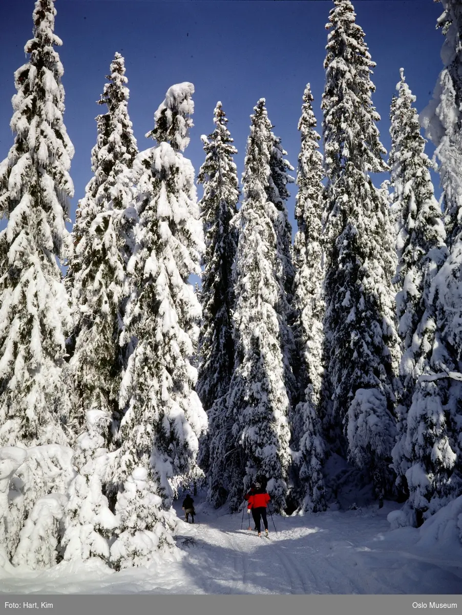 skog, snø, vei, skiløype, skiløpere