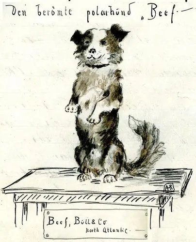 Bildet viser en tegnet illustrasjon av en hund som står med på baklabbene. Over den står det skrevet Den berømte polarhund «Beef». Under står det Beef, Bull & co North Atlantic.