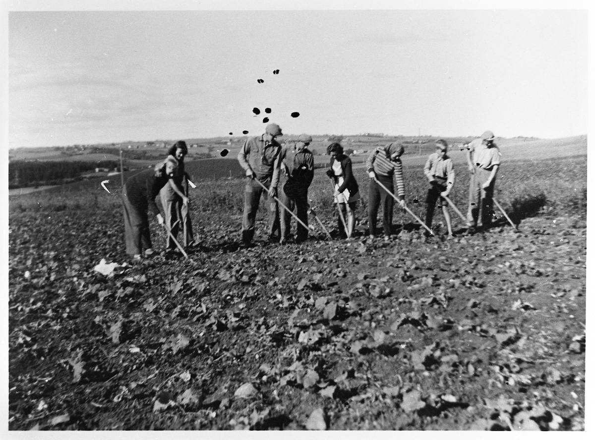 Rensking av turnips på gården Slagsvold i Østre Toten under krigen 1940-45.