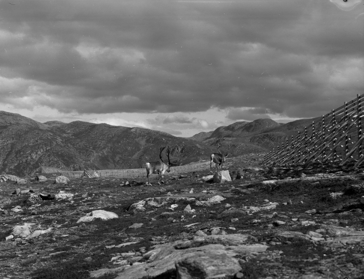 Hammerfest aug. 1960