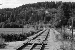 Planovergang i nærheten av Tråen holdeplass på Numedalsbanen