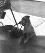 En hund sitter i bakre sittbrunnen på ett flygplan Albatros. 1910-1920-tal.