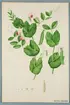 Sveriges kulturväxter. Illustration utförd av Henriette Sjöberg. Spritärter, Rosenblommiga. Odlade Ultuna 1871. Inv. nr. C101 : 429.