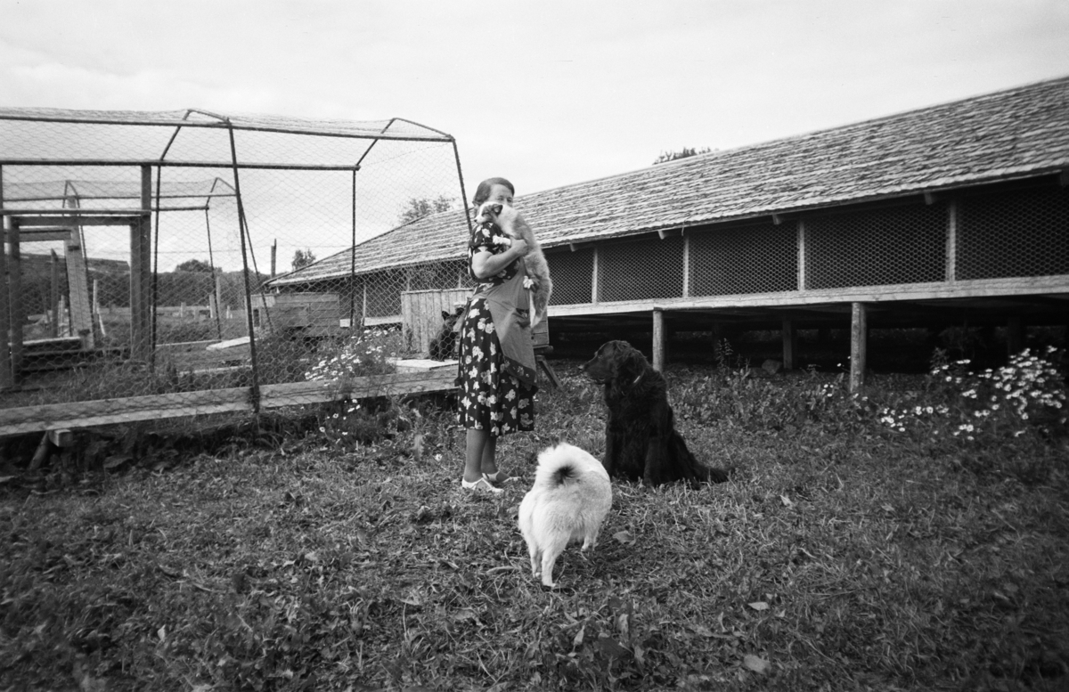 Tyttebærbråtan "Jesnes st. interiører, eksteriører, dyr: Ku, hest, rev hund"