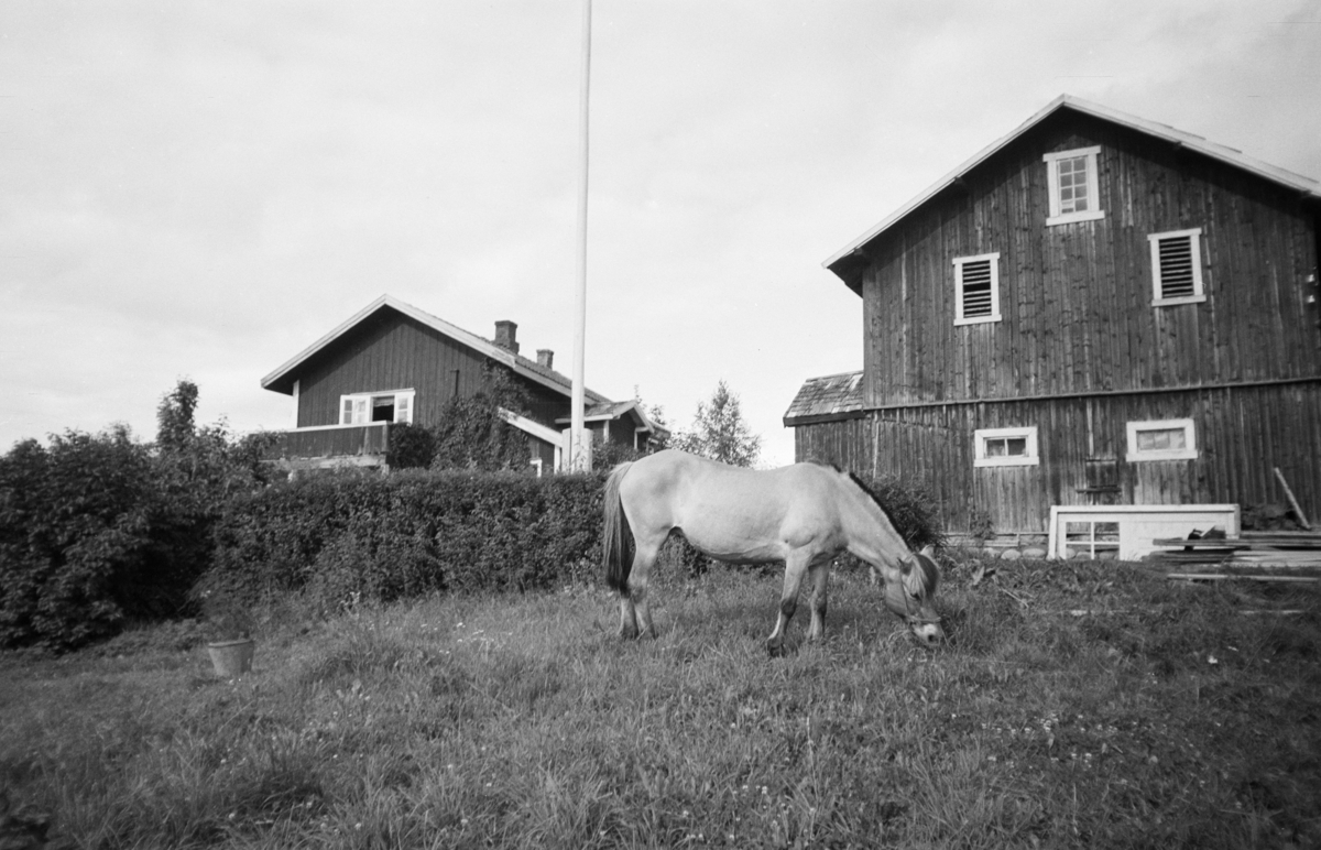 Tyttebærbråtan "Jesnes st. interiører, eksteriører, dyr: Ku, hest, rev hund"